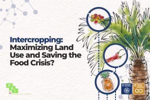 The global food crisis: Is intercropping an alternative solution?